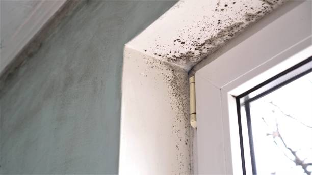 Best Mold Removal Process  in Morningside, MD