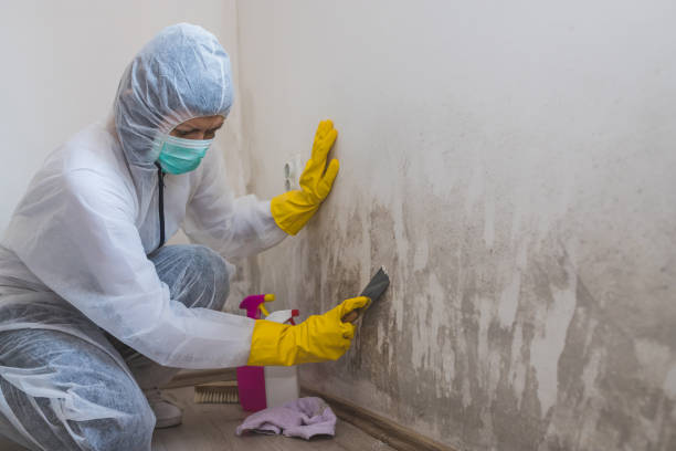 Attic Mold Removal in Morningside, MD