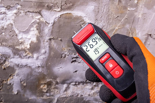 Best Toxic Mold Removal  in Morningside, MD