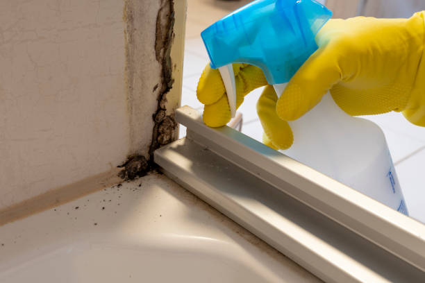 Mold Removal and Inspection in Morningside, MD