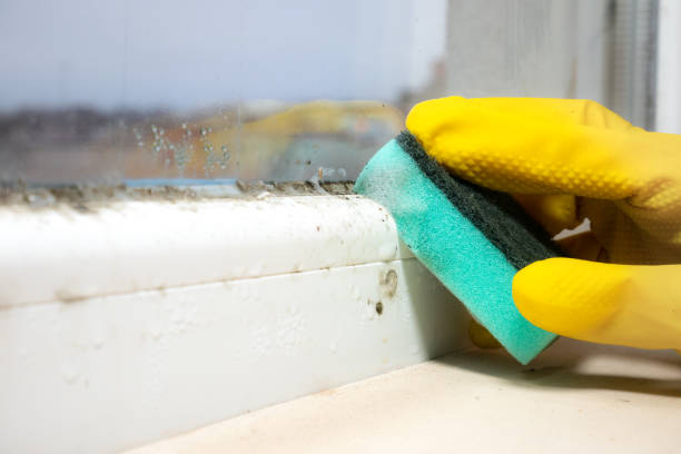 Best Attic Mold Removal  in Morningside, MD