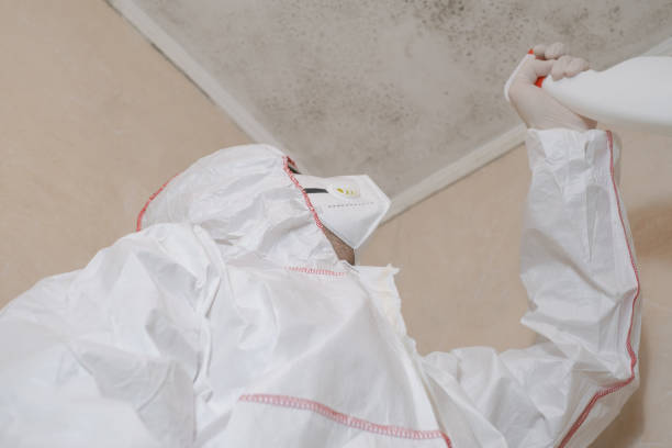 Best Mold Remediation  in Morningside, MD