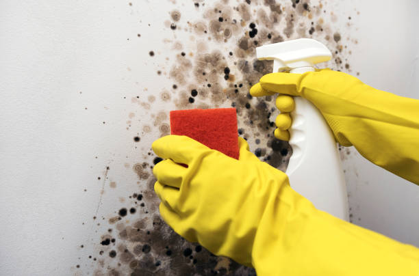 Best Mold Removal Company Near Me  in Morningside, MD