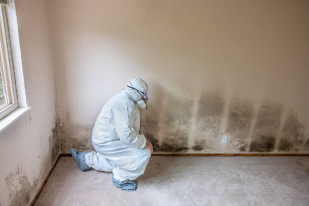 Best Black Mold Removal  in Morningside, MD