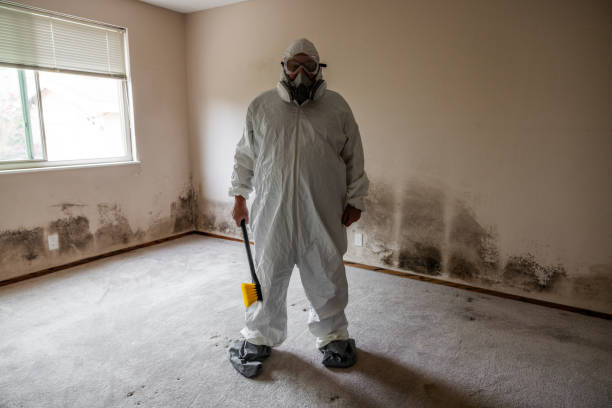 Best Black Mold Removal  in Morningside, MD