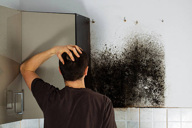 Best Residential Mold Removal  in Morningside, MD