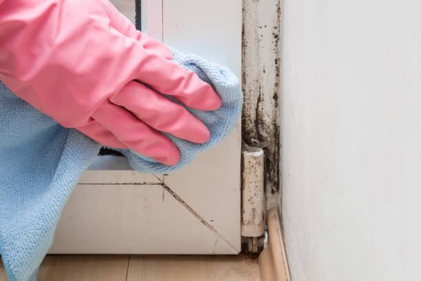 Best Emergency Mold Removal  in Morningside, MD