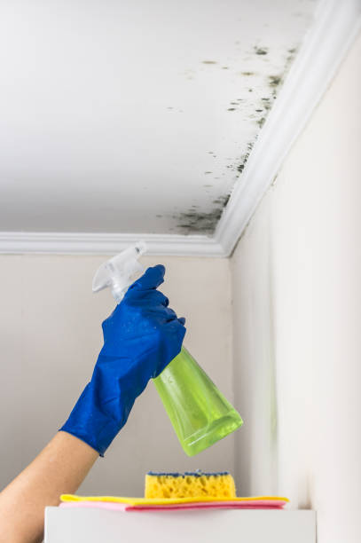 Best Crawl Space Mold Removal  in Morningside, MD