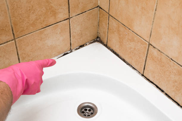 Crawl Space Mold Removal in Morningside, MD